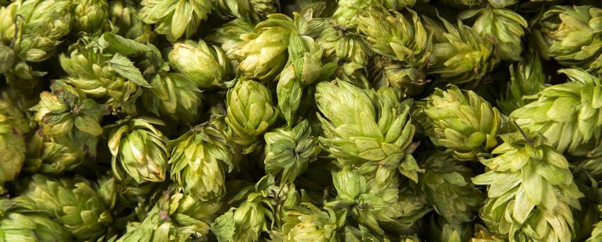 Hops Simple Syrup